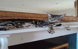 Savannah cats for sale: SOLD Pedigree TICA Reg F5 Savannah Boy Kitten - Image 18