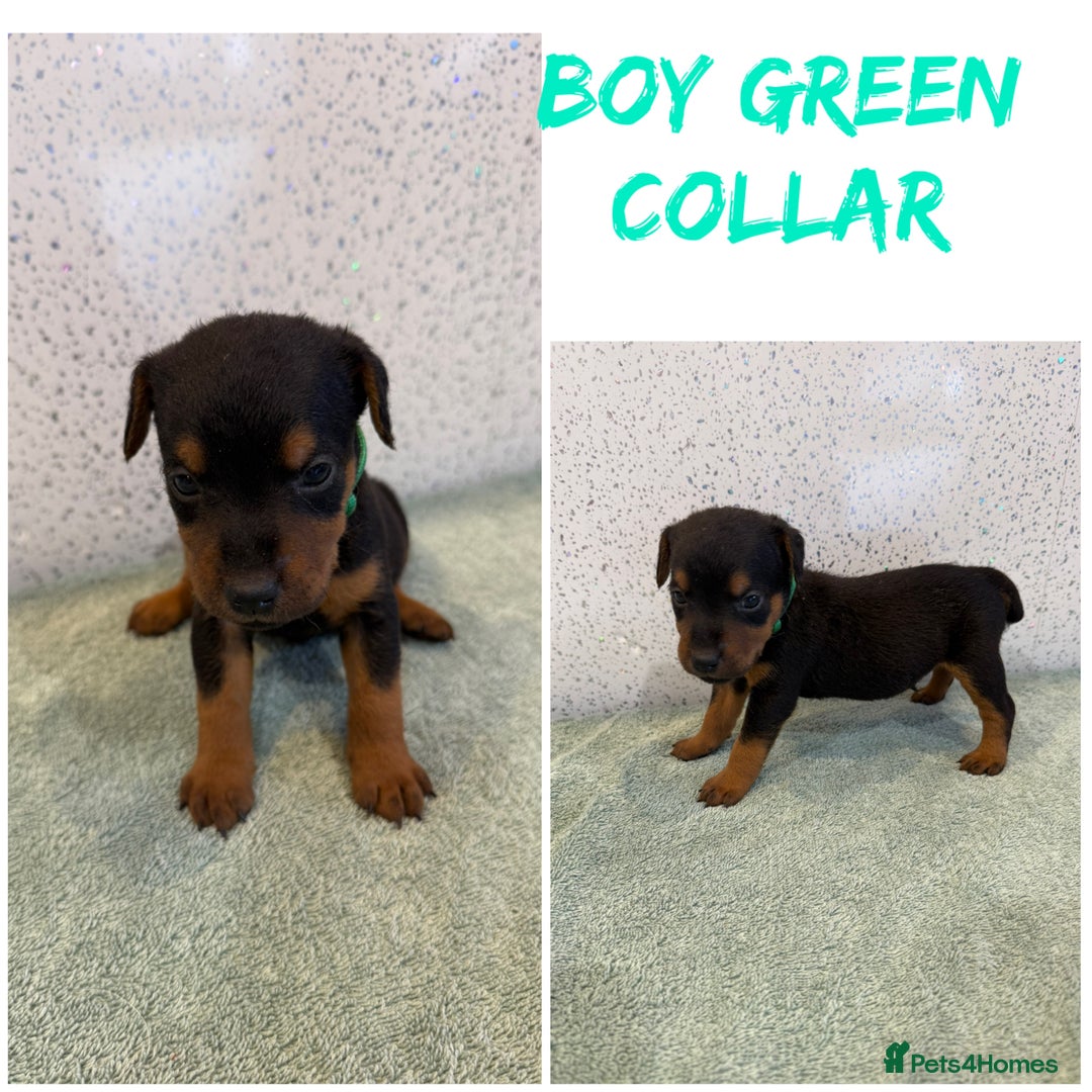 Lakeland Terrier dogs for sale: Lakeland terrier puppies  - Image 8