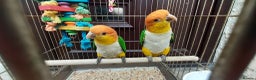Parrots birds for sale: Yellow caique 4/5 years old  - Advert 2