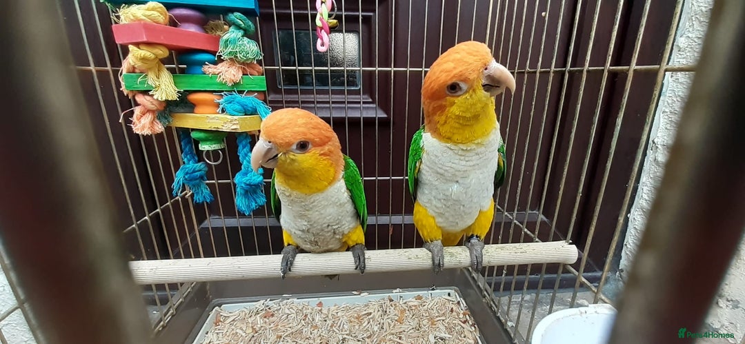Parrots birds for sale: Yellow caique 4/5 years old  - Advert 2