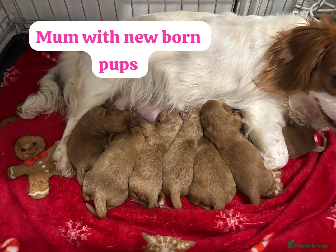 Cavapoo dogs for sale: Cavapoo - Advert 1