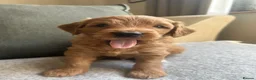 Mini Goldendoodle dogs for sale: F1 Mini Goldendoodle Puppies- ONE REMAINING   - Advert 24