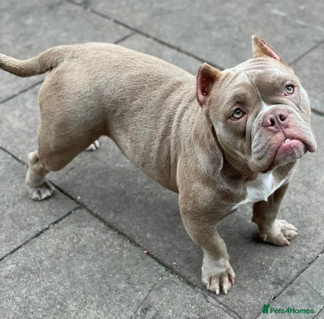 American Bully dogs for sale: Exotic Bulldog - Advert 6