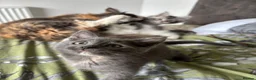 Mixed Breed cats for sale: Maine coon cross kittens ready now  - Advert 9