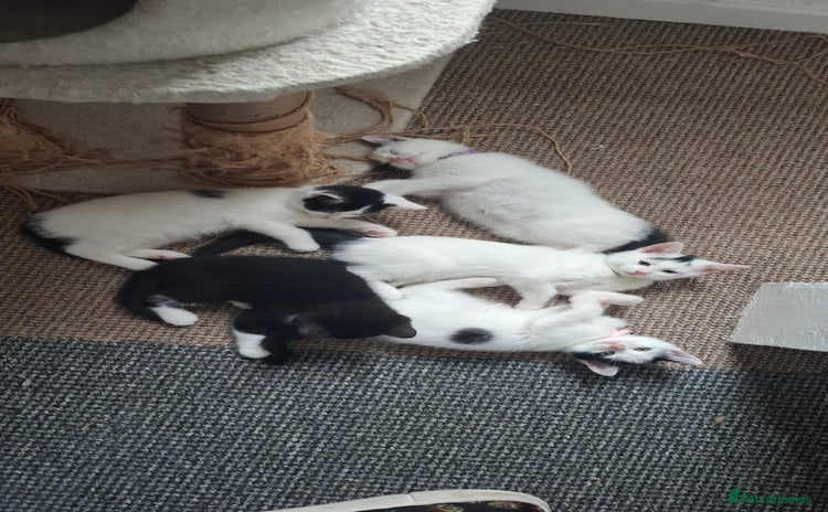 Mixed Breed cats - Advert 5
