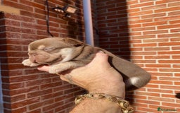 French Bulldog dogs for stud: 🏆KING HADE BEST ROJO AND TAN🏆 in Sittingbourne - Image 12