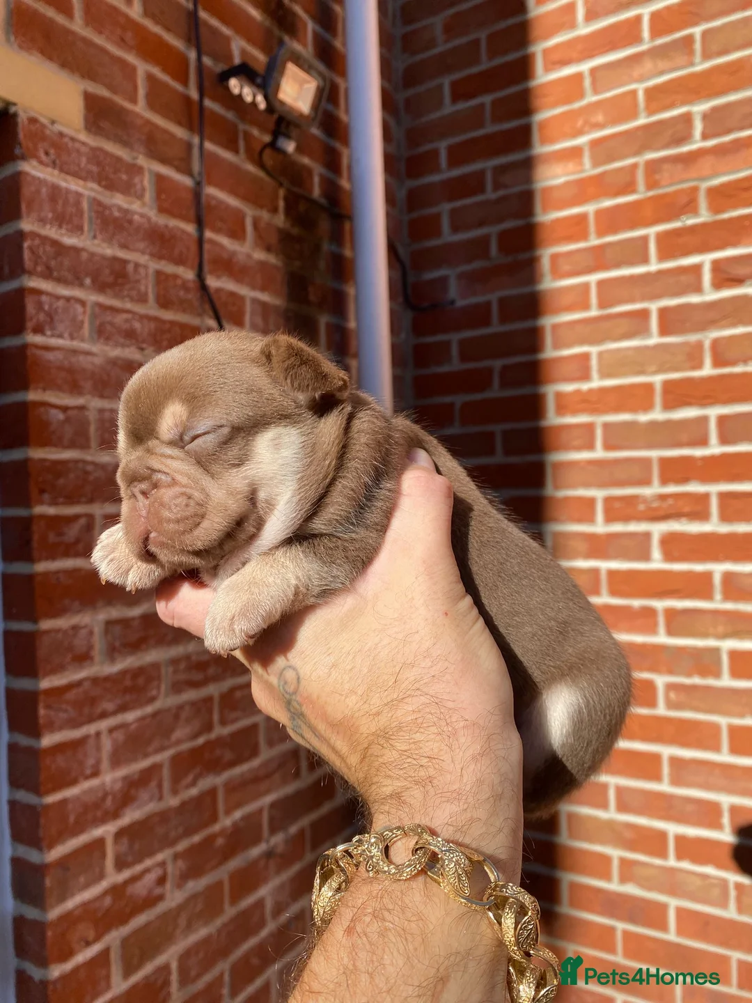 French Bulldog dogs for stud: 🏆KING HADE BEST ROJO AND TAN🏆Jan Sale❗️ in Sittingbourne - Advert 13