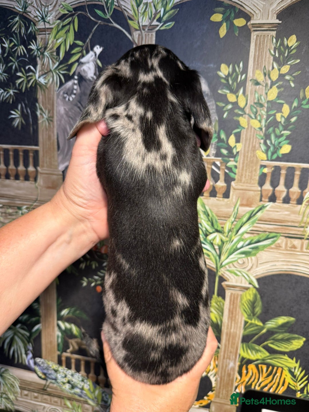 Miniature Dachshund dogs for sale: Stunning Unique Miniature Dachshund Puppies  - Image 20