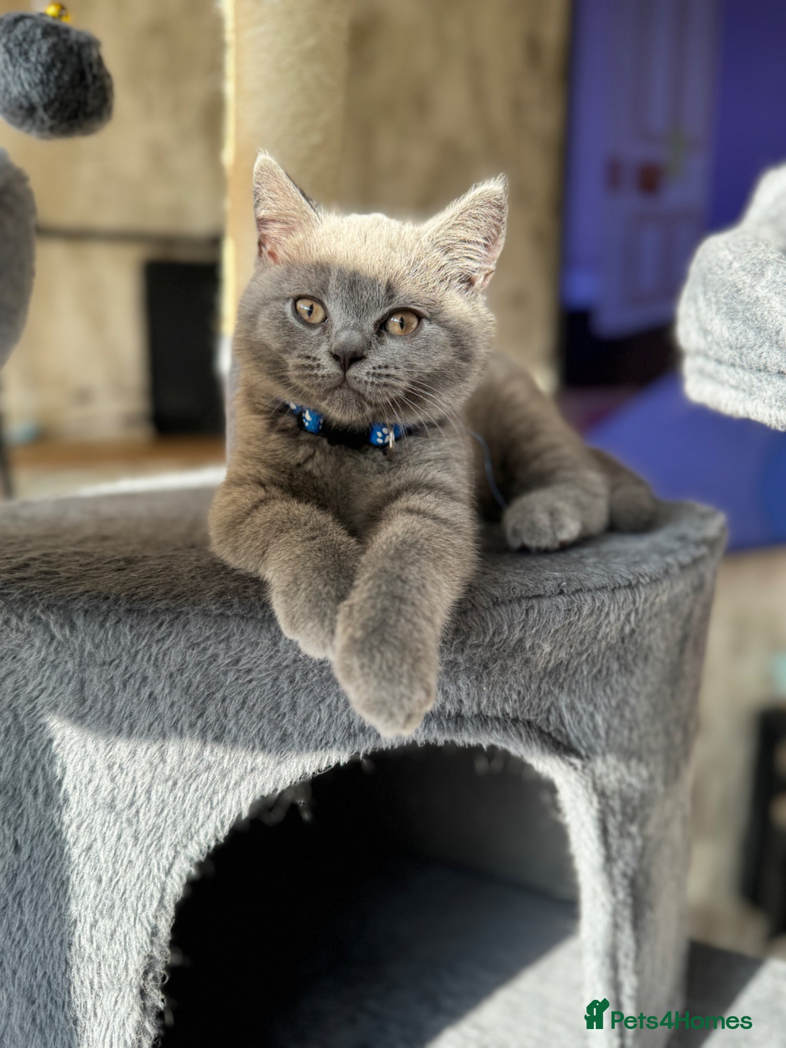 British Shorthair cats 1 LEFT! Beautiful British shorthair kittens  - Advert 13