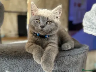 British Shorthair cats 1 LEFT! Beautiful British shorthair kittens - Advert 13