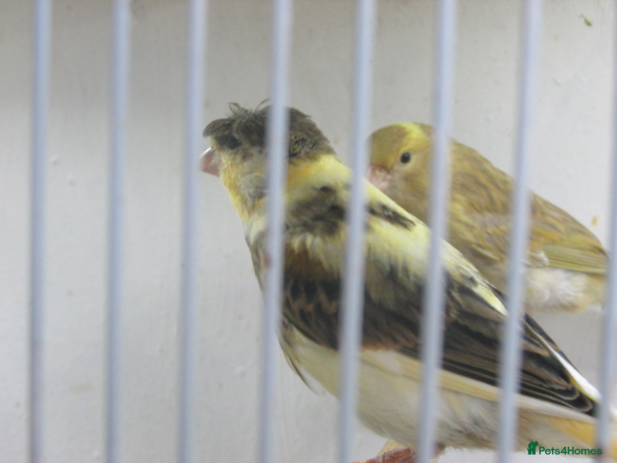 Canaries birds Young canary chicks for sale aviary bred - Advert 6