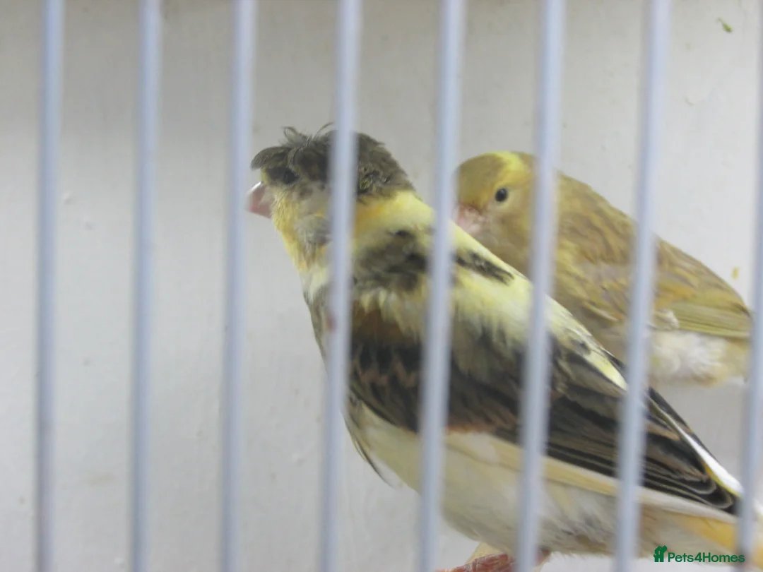 Canaries birds for sale: Young canary chicks for sale aviary bred in St. Neots - Advert 1