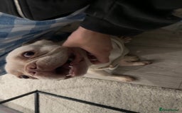 French Bulldog dogs for sale: french bulldog - Image 2