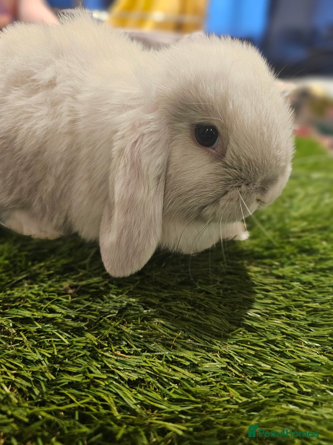 Mini Lop rabbits for sale: Pure Mini Lop Babies  - Advert 8