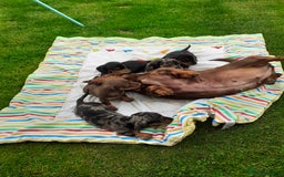 Miniature Dachshund dogs for sale: Miniature dachshounds  - Image 3