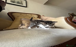 Mixed Breed cats for sale: FREE KITTENS ready 4home💖2 kittens open to offers - Image 9