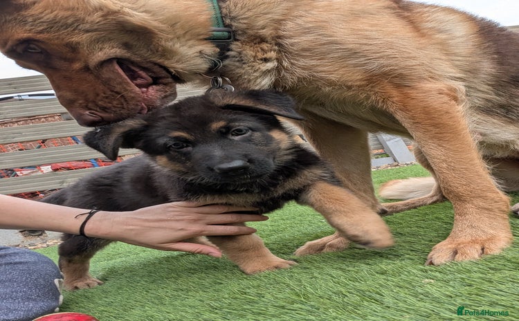 German Shepherd dogs - Advert 9