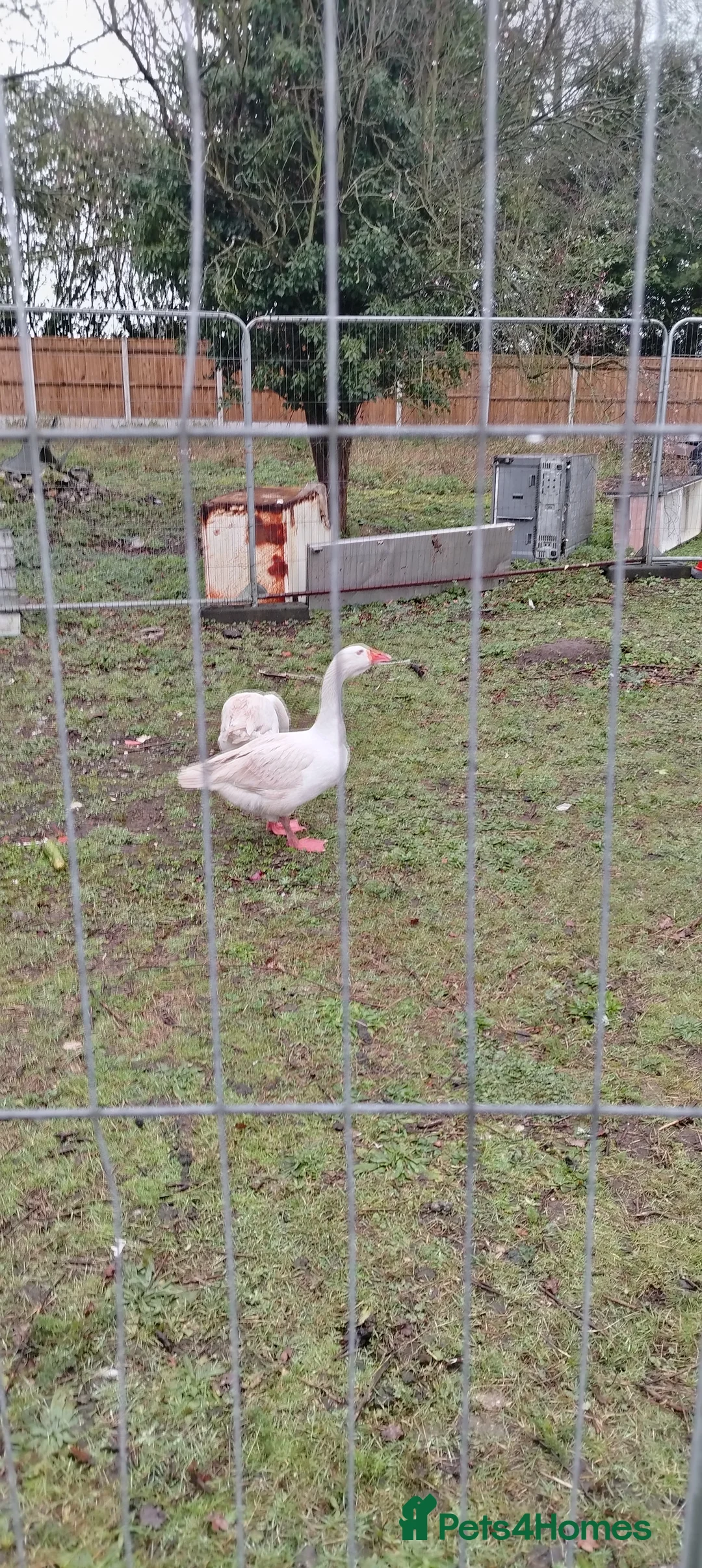 Geese poultry for sale: Believed Fertile hatching eggs in Great Yarmouth - Advert 1