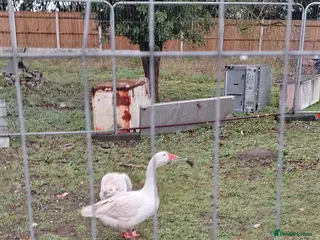 Geese poultry Believed Fertile hatching eggs in Great Yarmouth - Advert 1
