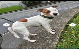 Staffordshire Bull Terrier dogs for sale: Staffordshire bull terrier  - Advert 2