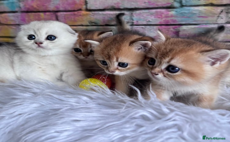 Scottish Fold cats - Advert 1