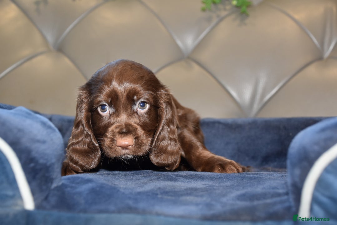 Cocker Spaniel dogs for sale: Kc Reg Health Tested Cocker Spaniel Puppies - Advert 26