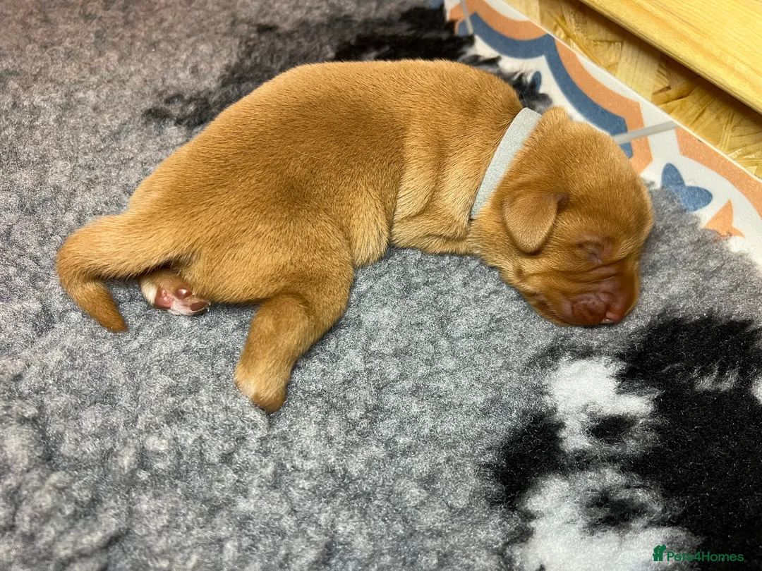 Labrador Retriever dogs for sale: Red Fox Labrador  - Advert 2