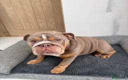 English Bulldog dogs for sale: English Bulldog  - Image 2