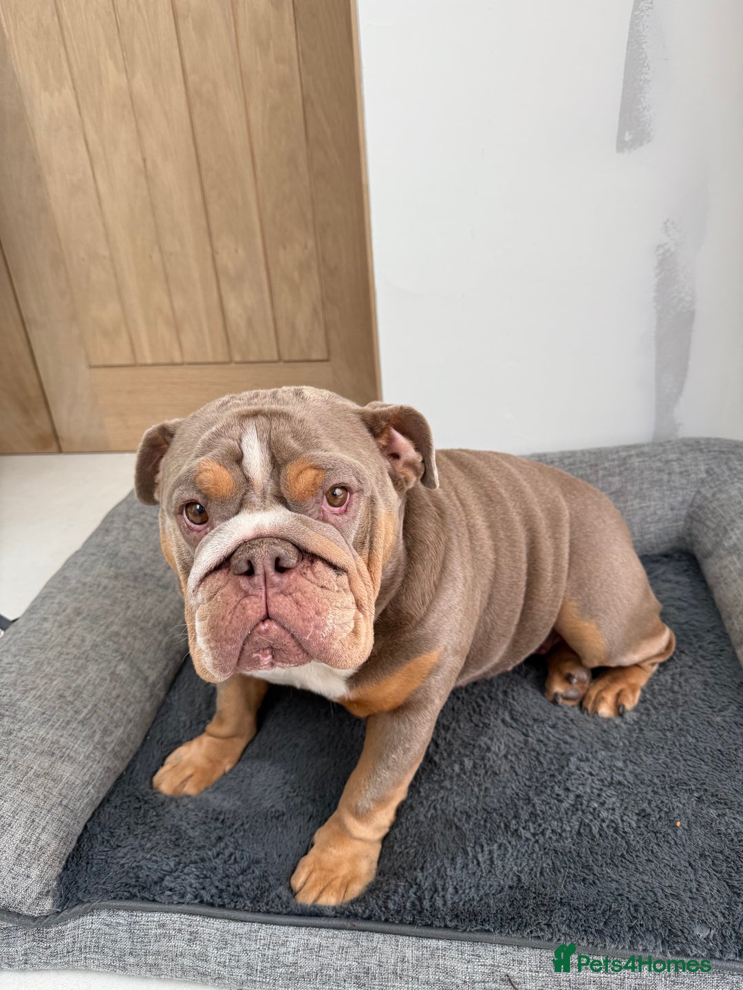 English Bulldog dogs for sale: English Bulldog  - Image 2