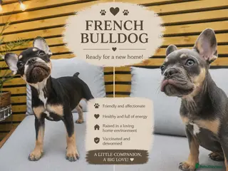 French Bulldog dogs Don Choc's great-grandchildren - Advert 1