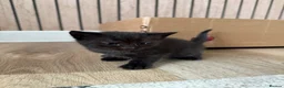 Mixed Breed cats for sale: Male kittens in Yeovil - Advert 7