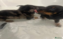 Miniature Dachshund dogs for sale:  Beautiful cute Miniatures dachshund  in Liverpool - Image 35