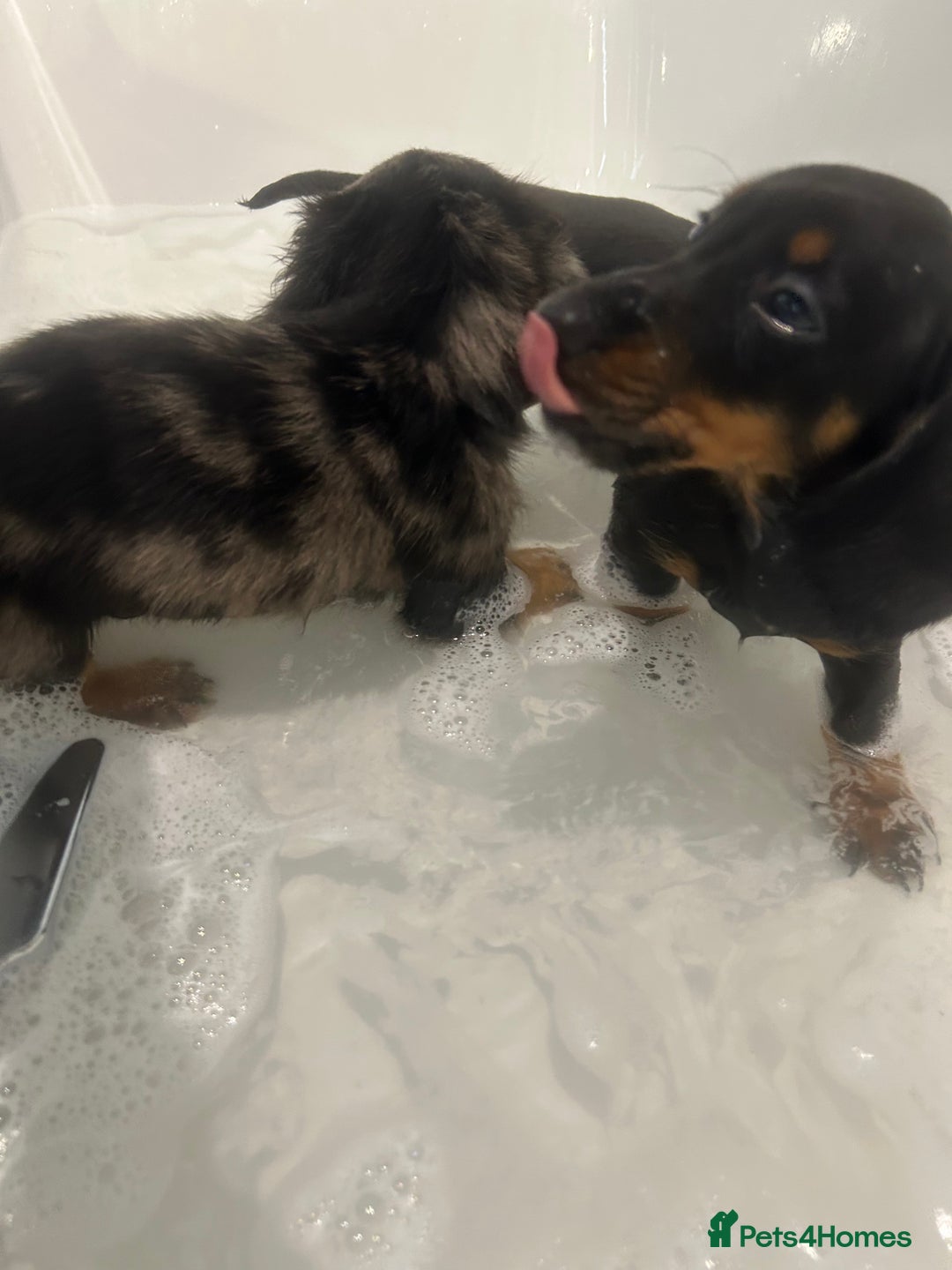 Miniature Dachshund dogs for sale:  Beautiful cute Miniatures dachshund  in Liverpool - Image 35