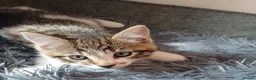 Mixed Breed cats for sale: Wonderful Kittens🥰🥰🥰 - Advert 3