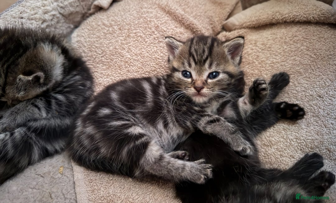 British Shorthair cats for sale: 5 gorgeous tabby kittens  - Image 12
