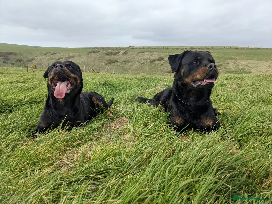 Rottweiler dogs for stud: KC Proven 5* stud in Coventry - Advert 8
