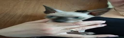 Sphynx cats for sale: Sphinx kitten  - Advert 4