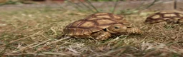 Tortoise reptiles for sale: Baby Sulcata Hatchlings & Set Ups!! - Advert 7