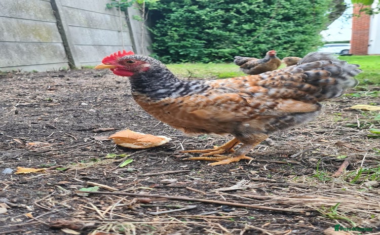 Chickens poultry - Advert 2