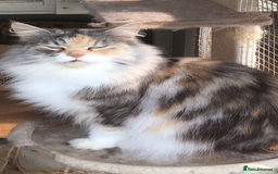 Maine Coon cats for sale: Gorgeous Maine Coon Girl - Image 2