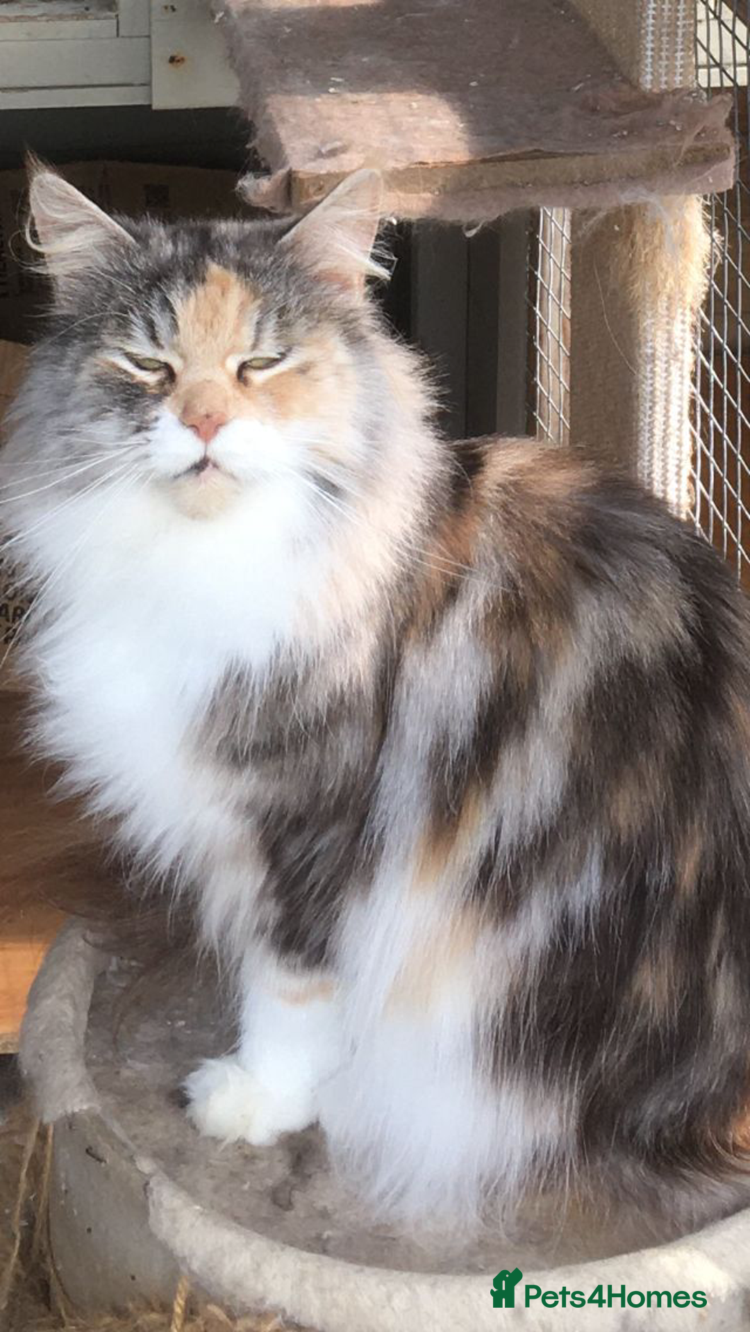 Maine Coon cats for sale: Gorgeous Maine Coon Girl - Image 2