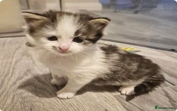 Ragdoll cats for sale: Part Ragdoll Female Kittens  - Image 4