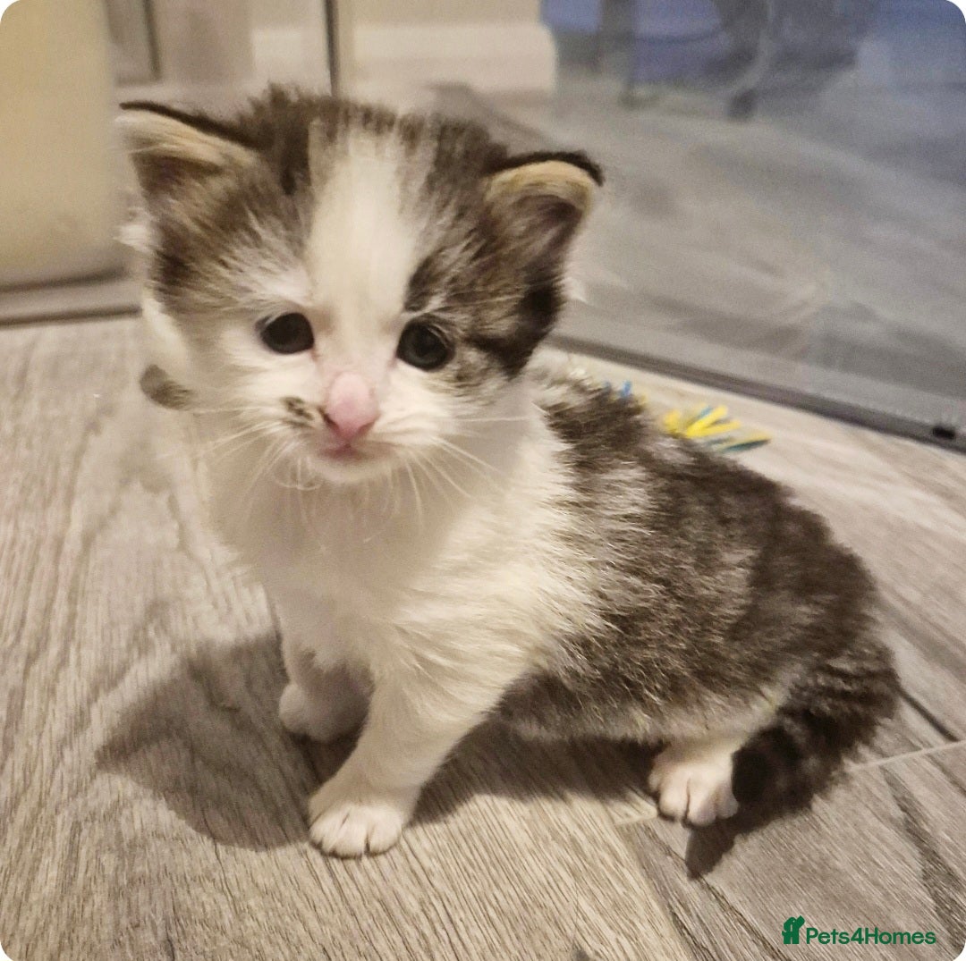 Ragdoll cats for sale: Part Ragdoll Female Kittens  - Image 4