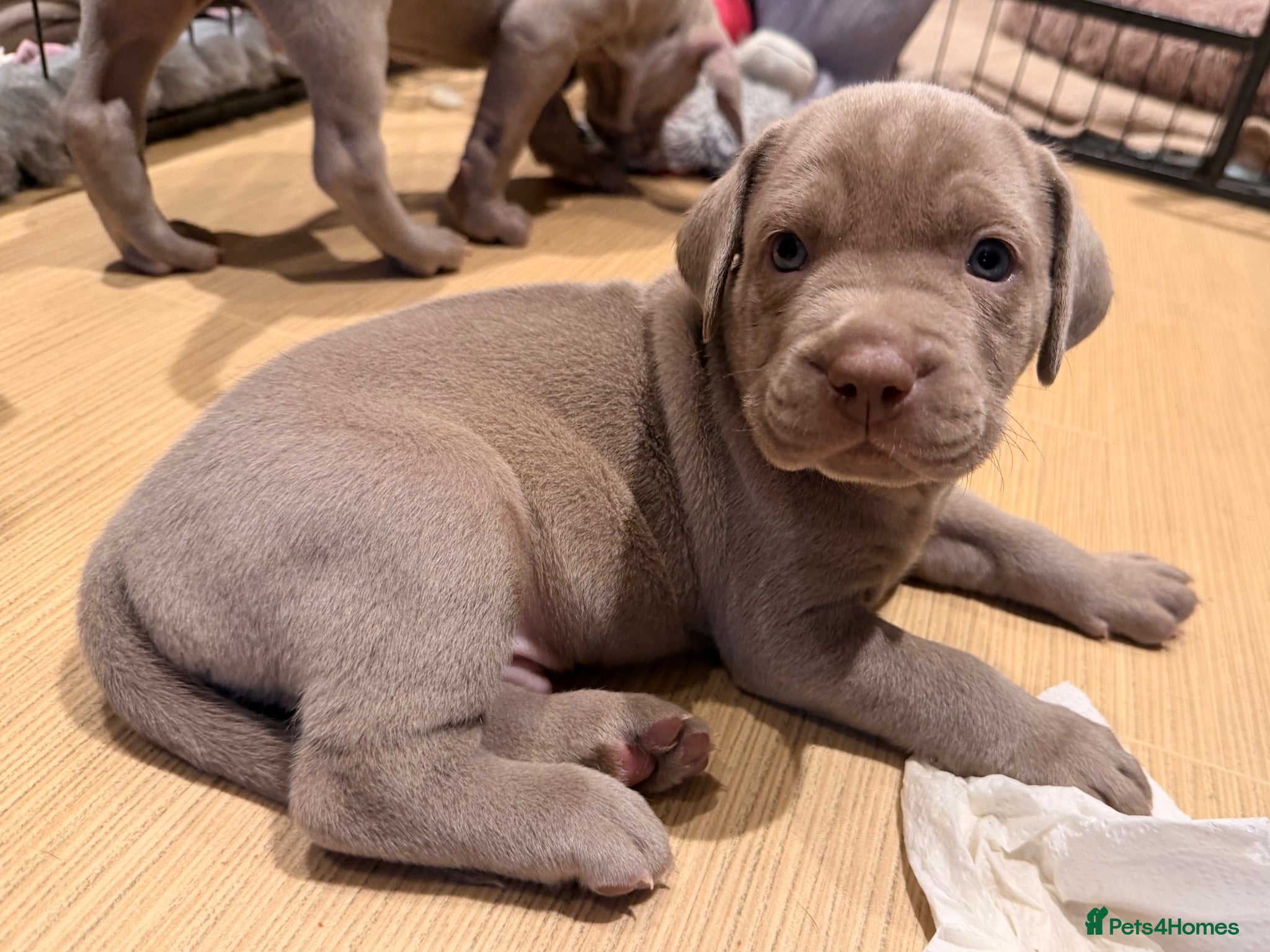 Mixed Breed dogs Beautiful Bullmaraner Puppies x 5  - Advert 2