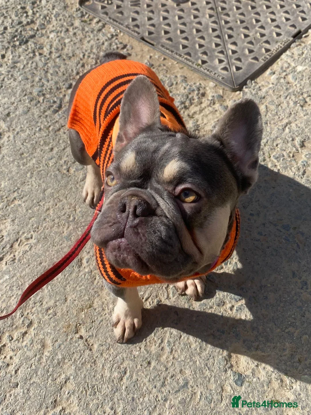 French Bulldog dogs for sale: Lilac & Tan little lady 💕 - Advert 2