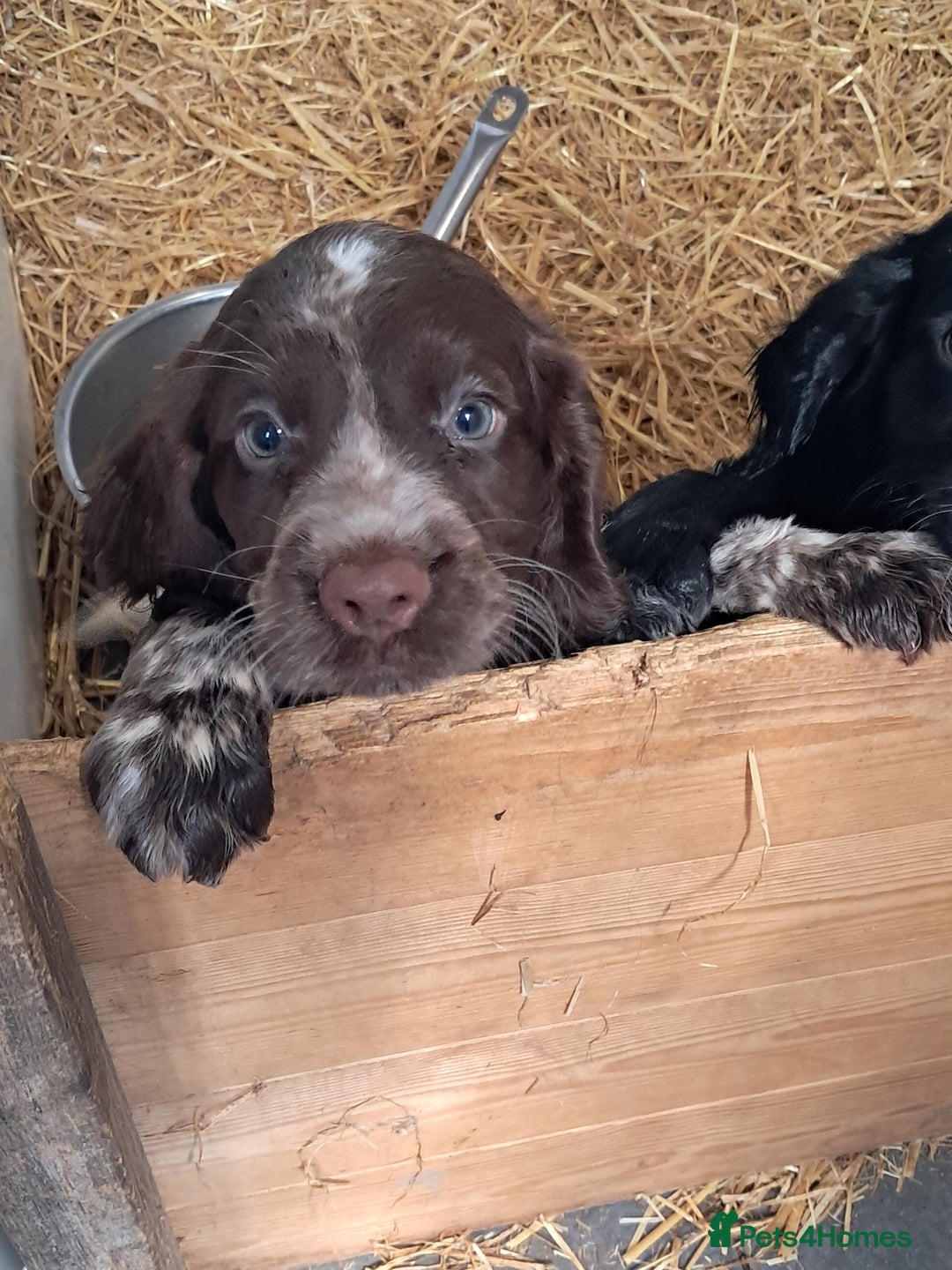 Sprocker dogs for sale: Sprocker puppies  - Image 6
