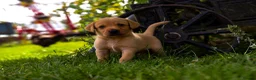 Labrador Retriever dogs for sale: Top Deep Red Quality Labrador Puppies KC Reg  - Advert 10