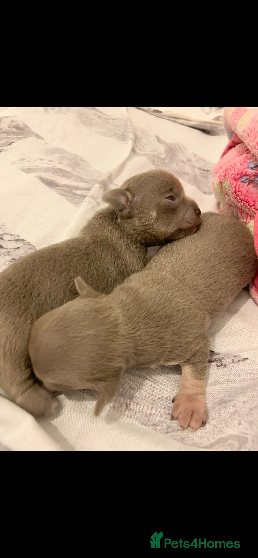 Chihuahua dogs for stud: Proven Lilac KC registered chihuahua for stud  in Liverpool - Advert 15