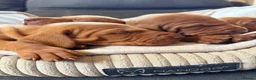Hungarian Vizsla dogs for sale: Ready this weekend Beautiful litter.  - Advert 28