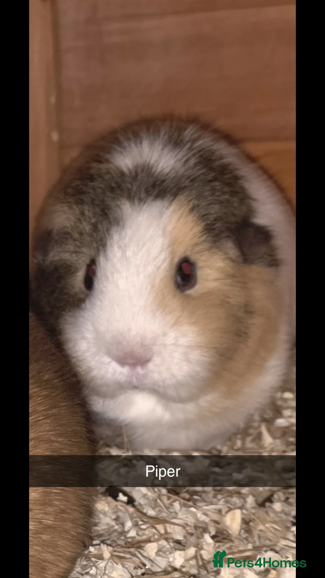 Guinea Pig rodents for sale: 2 males 2 females  - Advert 6